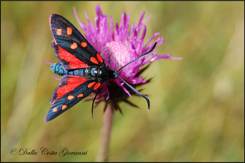 Zygaena transalpina da confermare